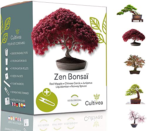 CULTIVEA® Mini Kit Prêt à Pousser Bonsaï – Graines Françaises 100% Écologiques - Jardinez et décorez - Idée Cadeau (Red Mapple, Chinese Cercis, Juniperus, Liquidambar, Norway Spruce) - Made in France